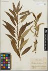 Foto von Salix fragilis L. x Salix triandra L.